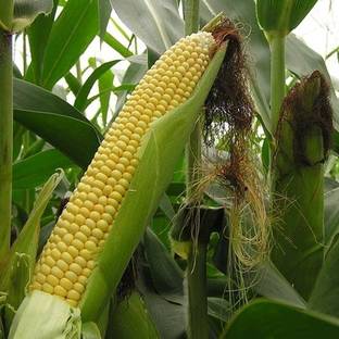 KUSH Corn, Popcorn, Sweet Corn Seed