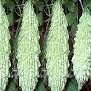 Sjeme India Long White Karela seed Seed