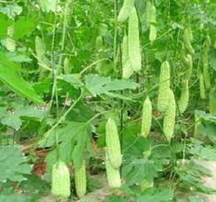 Sjeme Coimbatore Long Karela seed Seed