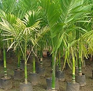 Kapebonavista Max Agro Supari Plant Betel Nut Areca Catechu Living Plant Seed