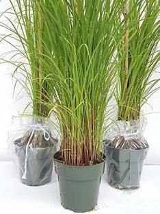 Greenursery Lemon Grass Plant