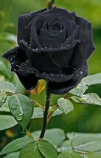 PB HONEY PRIYA PLNTS Rose Plant