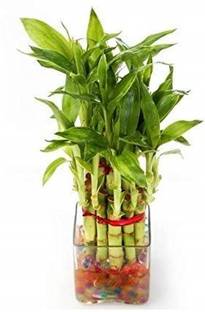 Green Plant indoor Bamboo11128 Plant Container Set
