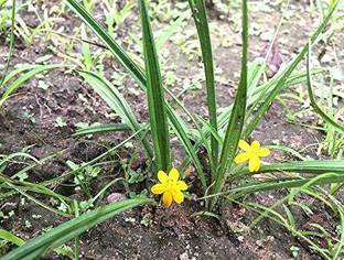 Kapebonavista Tal-muli live plant not Seed
