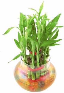 Green Plant indoor Bamboo11135 Plant Container Set