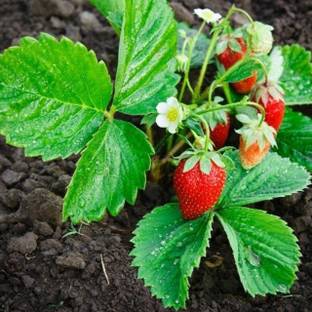 PLANTZON StrawBerry Seed
