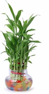 Green Plant indoor Bonsai Artificial Plant  with Pot