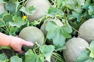 SREE Muskmelon, Bangi Seed