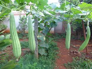 FERNSFLY® Ridge Gourd Seed