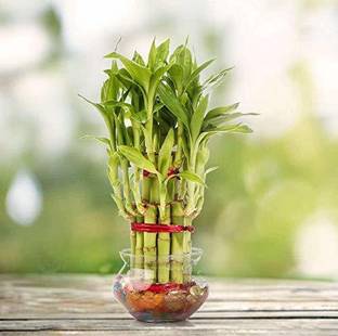 PHORE Two Layer Bamboo Plant