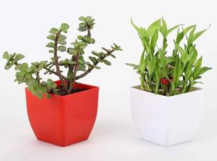 AGAMI Two Layer Bamboo Plant