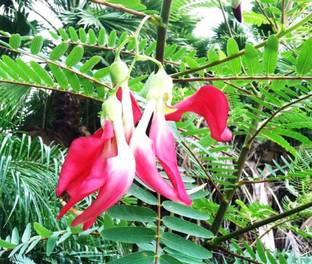DAIVISH Aparajita/ Butterfly Pea Plant