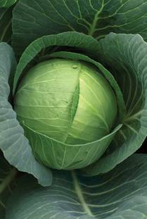 ALPINE HYBRID SEEDS Cabbage, Bandha Kobi, Band Gobhi Organic Seed