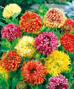 LIVOX GAILLARDIA MIXED FLOWER SEEDS Seed