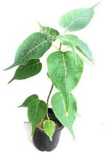 Ukanda Ficus Plant