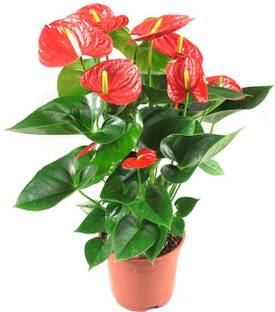 BDSresolve Mix colour anterium flower seeds for home garden Seed