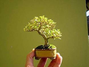 green paradise ceramic mame bonsai pots (set of 3) Plant Container Set