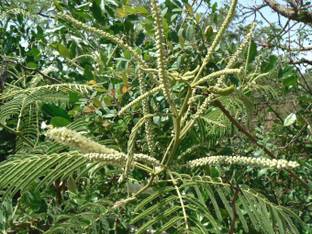 Plantzoin Black Cutch Tree Plant
