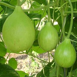 ishika Round Bottle Gourd Seed