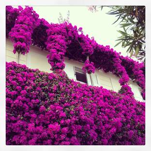 Greenursery Baugainvillea Plant