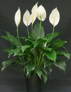 Greenursery Peace Lily Plant