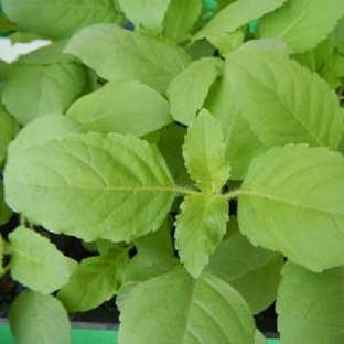 LYRS Sweet Tulsi Seed