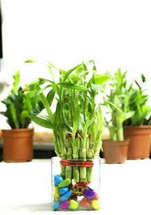 PHORE Two Layer Bamboo Plant