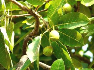 Plantzoin Indian Butter Tree Plant