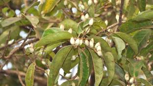 Plantzoin Lodh Tree Plant