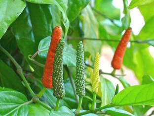 Plantzoin Pepper Plant