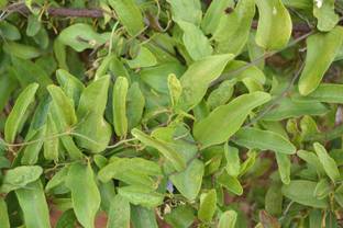 Plantzoin Duck Flower Plant