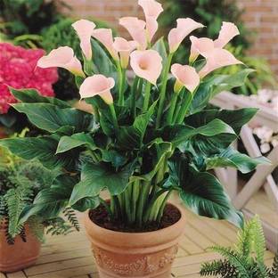 Eco Ocean Peace Lily Plant