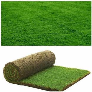 Paudha Lawn Grass Seed