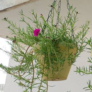 Grinian Portulaca Plant