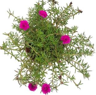 GreenyOn Portulaca Plant