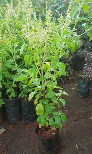 EVY Tulsi Plant