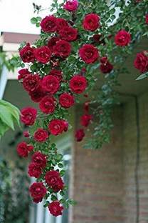 Grinian Rose Plant