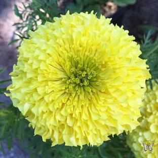 VibeX ™ XXX-908-Primrose African Marigold Seeds Seed
