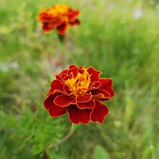 VibeX Marigold Seed