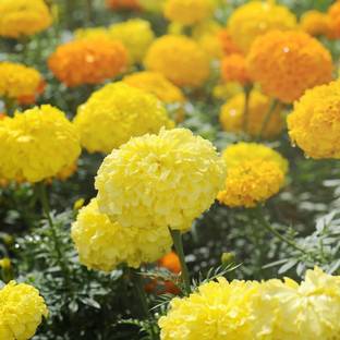 VibeX African Marigold Cracker Jack Mix Seeds Seed