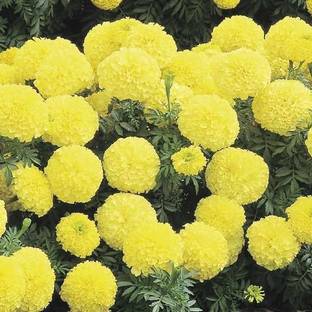 VibeX XXX-1023-Inca 2 Primrose African Marigold Seeds Seed