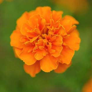 VibeX Marigold Seed