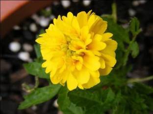 VibeX ® XXX-833-PETITE YELLOW" MARIGOLD Seed