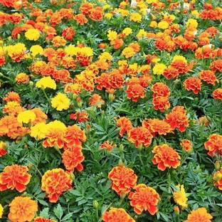 VibeX Hybrid Favourite Blend French Marigold Seeds Seed
