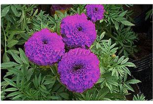VibeX Blue Marigold Rare Marigold Flower Seeds Seed