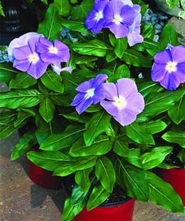 DAIVISH Sadabahar/Periwinkle Plant