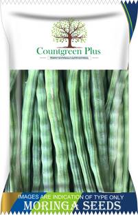 Countgreen Plus Premium Quality Drumstick/Moringa Oleifera (Sehjan Ki Fali) Vegetable Seeds Seed