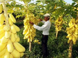 srdewan Papaya Plant