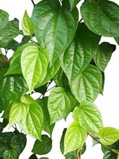 My Dream Nursery Betel Leaf Plant