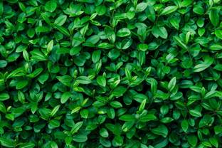 DWELLSINDIA Vinyl Floral & Botanical Green Wallpaper